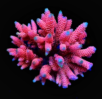 Acropora