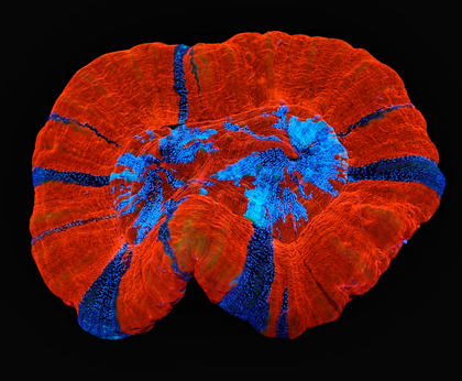 Scolymia & Homophyllia