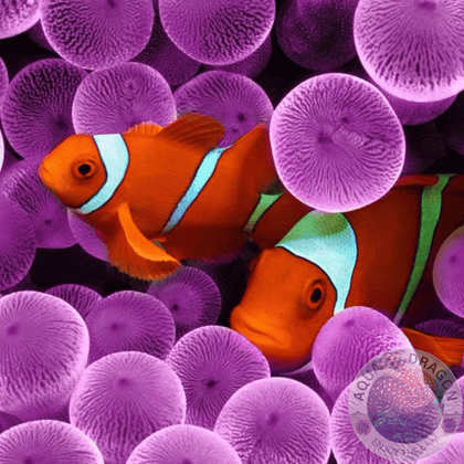 Anemonenfische