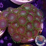 Krustenanemonen „Tropical Emeralds“ WYSIWYG