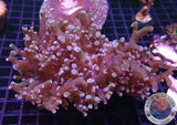 Euphyllia paradivisa „Acid Queen“ WYSIWYG „AD Special“