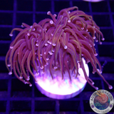 Euphyllia glabrescens „NYK“