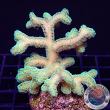 Seriatopora caliendrum „Toxic Bird Nest“ WYSIWYG