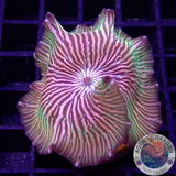 Discosoma spp. „Teletubbies“ WYSIWYG „AD Special“