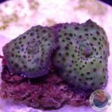 Discosoma spp. „Leo“ WYSIWYG „AD Special“