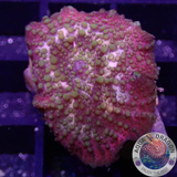 Discosoma spp. „Lava Lamp“ AD Special