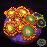 Krutenanemonen „Mixi Daisy“ WYSIWYG