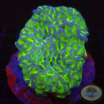 Euphyllia ancora „Bicolor“ WYSIWYG „AD Special“