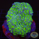 Euphyllia ancora „Bicolor“ WYSIWYG „AD Special“