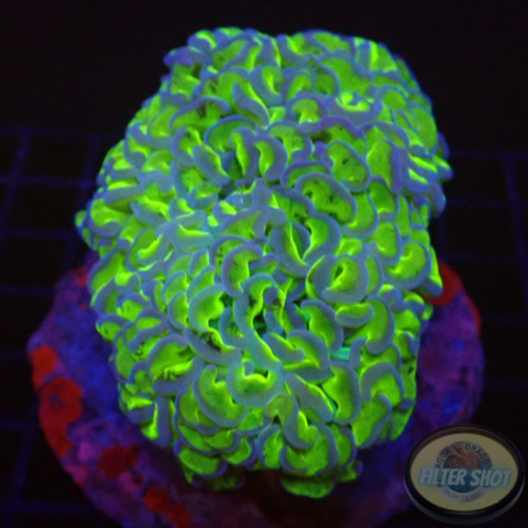 Euphyllia ancora „Bicolor“ WYSIWYG „AD Special“