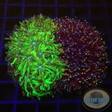 Galaxea spp. „Harley Queen“ WYSIWYG „AD Special“