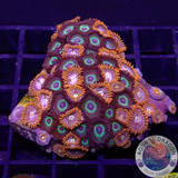 Krustenanemonen „Mean Fire“ WYSIWYG