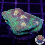 Echinophyllia spp. „Alien Spice“ WYSIWYG
