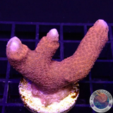 Montipora digitata „Flame“ WYSIWYG