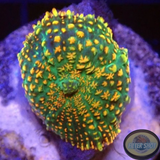 Rhodactis spp. „Monet“ WYSIWYG „AD Special“