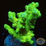 Acropora millepora „Solar“ WYSIWYG „AD Special“