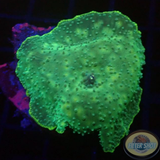 Discosoma spp. „Dotty“ WYSIWYG