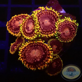 Krustenanemonen „Koala Eye“ AD Special