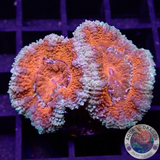 Micromussa spp. „Deep O“ AD Special