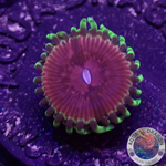 Krustenanemonen „Chili“