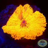Ricordea yuma „Jumbo Treasure“ WYSIWYG