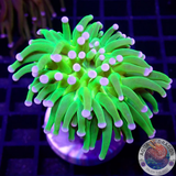 Euphyllia glabrescens „Holy Grail“