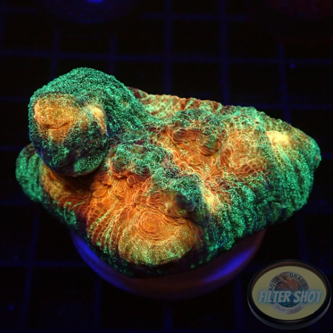 Mycedium spp. „Space Jam“ WYSIWYG „AD Special“
