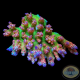 Acropora spp. „Benjamins“ WYSIWYG