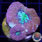 Homophyllia bowerbanki „Morpheus“ WYSIWYG „AD Special“