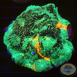 Acanthastrea echinata „Psycho Lizard“ WYSIWYG