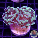 Euphyllia baliensis “Golden Nugget”