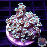 Goniopora spp. „Sunflower“ AD Special“
