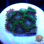 Krustenanemonen „Tropical Emeralds“ WYSIWYG