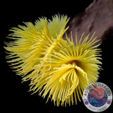 Sabellastarte sp. „Special Yellow“ S