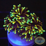 Euphyllia glabrescens „Double Baby Master“ WYSIWYG