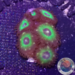 Krustenanemonen „Brazil“
