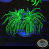 Euphyllia glabrescens „Blueberry“