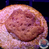 Pavona spp. „24K“