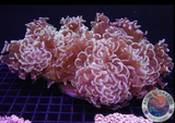 Euphyllia ancora „Rainbow Bigi“ WYSIWYG „AD Special“