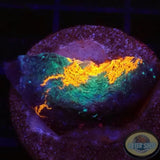 Echinophyllia spp. „Dark Knight“ WYSIWYG