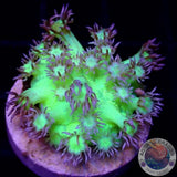 Goniopora spp. „Kryptonite“