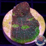 Echinophyllia spp. „Watermelon“ WYSIWYG „AD Special“