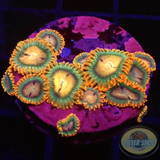 Krustenanemonen „Afro Dizzy“ WYSIWYG „AD Special“