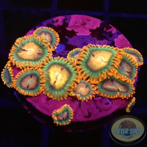 Krustenanemonen „Afro Dizzy“ WYSIWYG „AD Special“