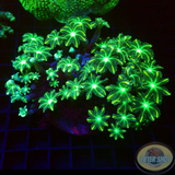 Clavularia spp. „Toxic Flower“ WYSIWYG