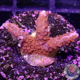 Montipora digitata „Superman“ WYSIWYG