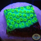 Cyphastrea spp. „Sea Foam“