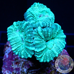 Caulastraea spp. „Toxic Alien“