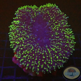 Lobophyllia spp. „Big FuzZ“ WYSIWYG