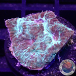 Favia spp. „Thunder“
